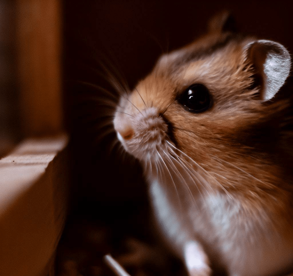 Pourquoi mon Hamster va-t-il dans le coin de sa cage?