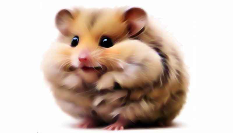 Pourquoi mon hamster a une odeur bizarre?