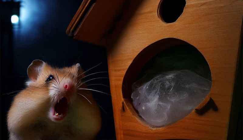 Pourquoi mon hamster ne sort-il pas la nuit?