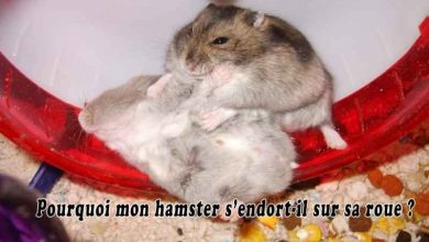 https://www.aniimoo.com/petits-animaux/hamsters/pourquoi-mon-hamster-sendort-il-sur-sa-roue/