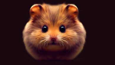 Pourquoi mon hamster sent-il l’urine?