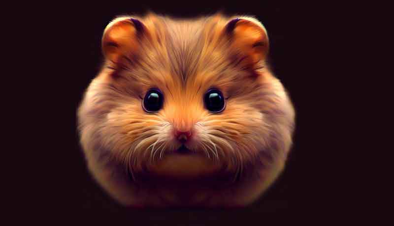 Pourquoi mon hamster sent-il l’urine?