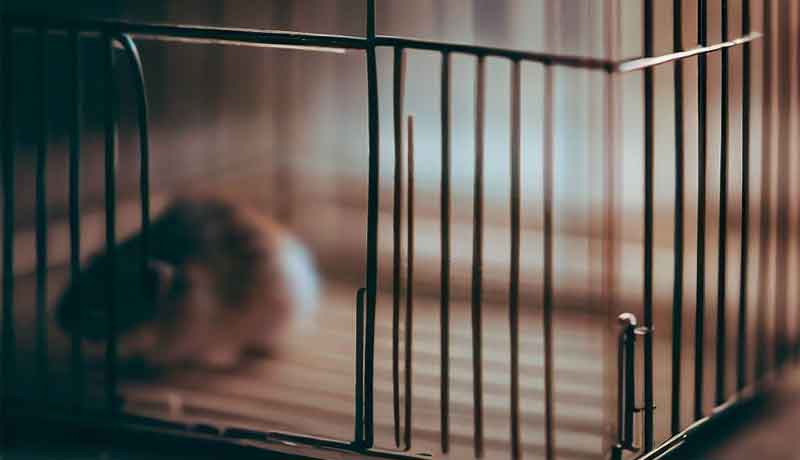 Pourquoi une cage pour Hamster? Pourquoi une cage pour Hamster?