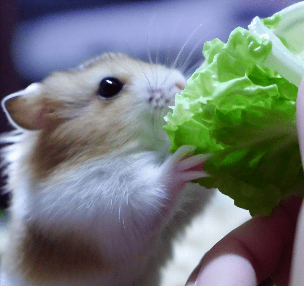 Puis-je donner de la laitue iceberg à mon Hamster ?