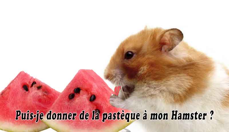 Puis-je donner de la pastèque à mon Hamster