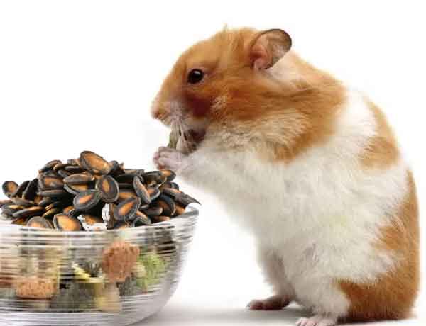 Puis-je donner de la pastèque à mon Hamster - Le hamster peut-il manger les graines et la pelure de la pastèque
