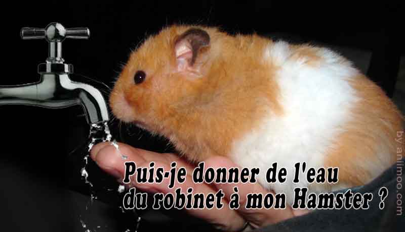  Puis-je donner de l’eau du robinet à mon Hamster ?