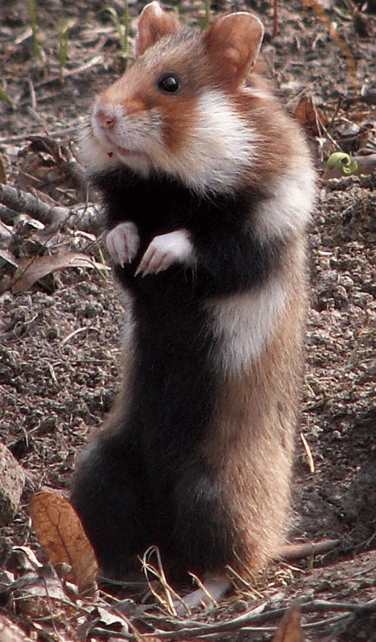Puis-je donner des cacahuètes à mon hamster-01-Les Hamsters aux prairies