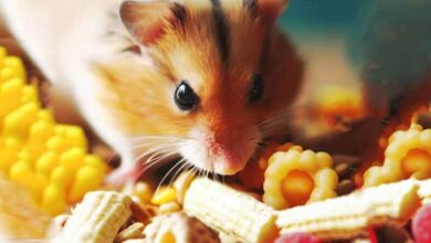 Puis-je donner des friandises à mon Hamster ?