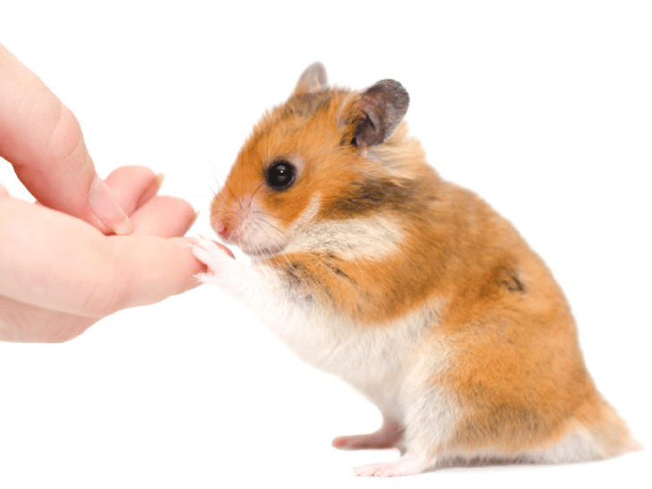 Puis-je donner des noix à mon Hamster ?