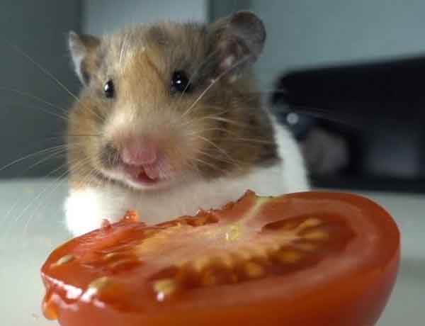 je donner des tomates à mon Hamster 