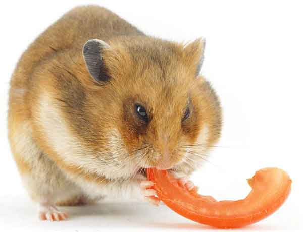 je donner des tomates à mon Hamster 