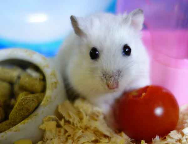 je donner des tomates à mon Hamster 