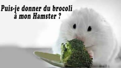Puis-je donner du brocoli à mon Hamster ?