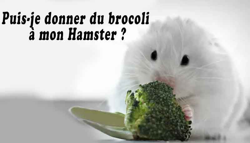 Puis-je donner du brocoli à mon Hamster ?