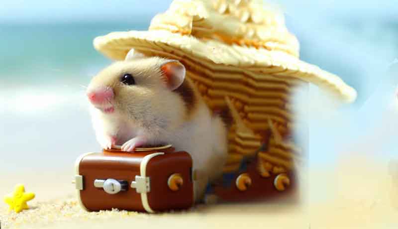 Puis-je emmener mon Hamster en vacances ?