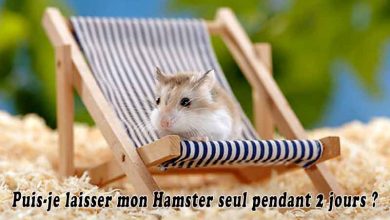 Puis-je laisser mon Hamster seul pendant 2 jours