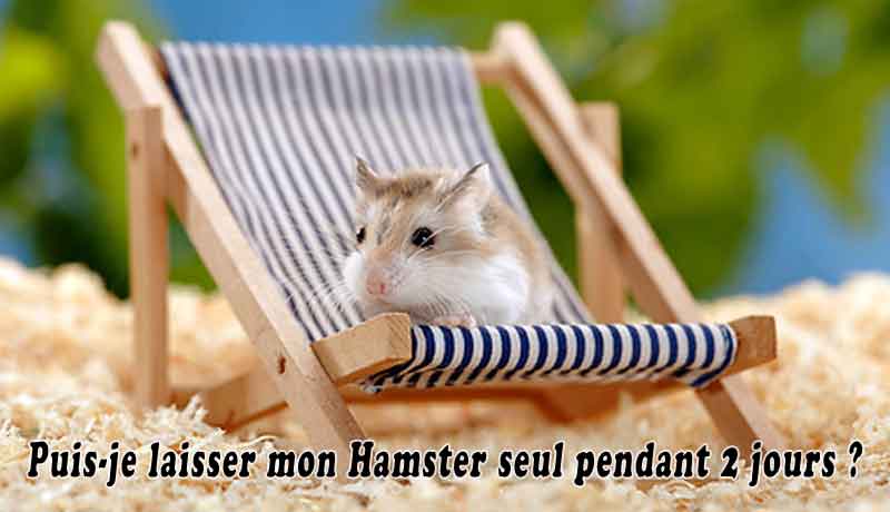 Puis-je laisser mon Hamster seul pendant 2 jours