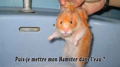 Puis-je mettre mon Hamster dans l’eau