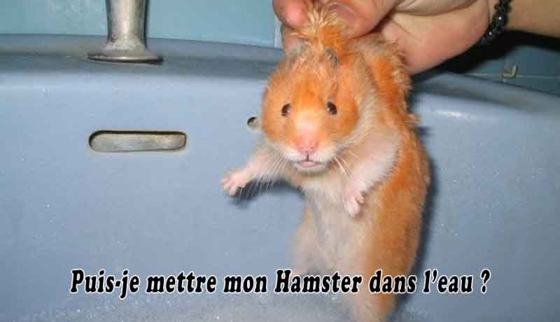 Puis-je mettre mon Hamster dans l’eau