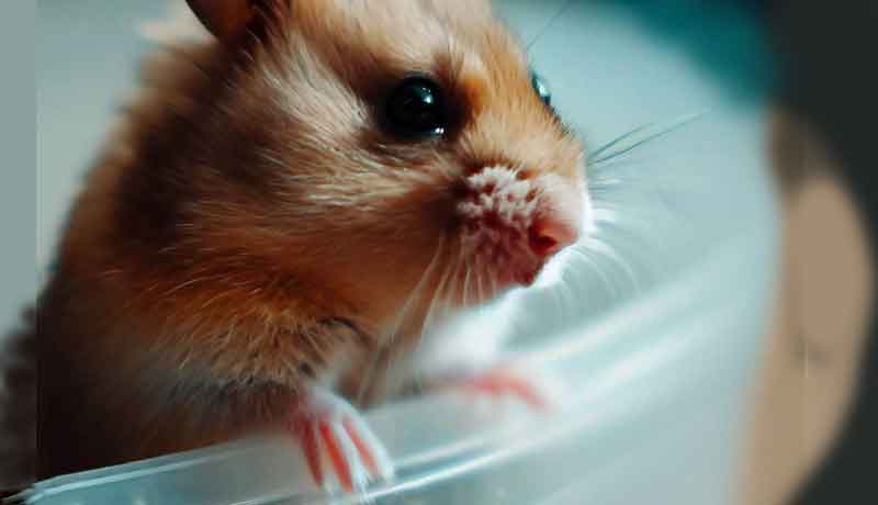 Puis-je mettre mon Hamster dans une poubelle en plastique