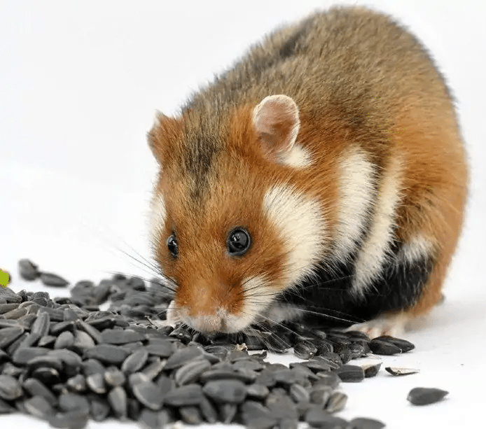 Puis-je nourrir mon Hamster avec des graines de tournesol?