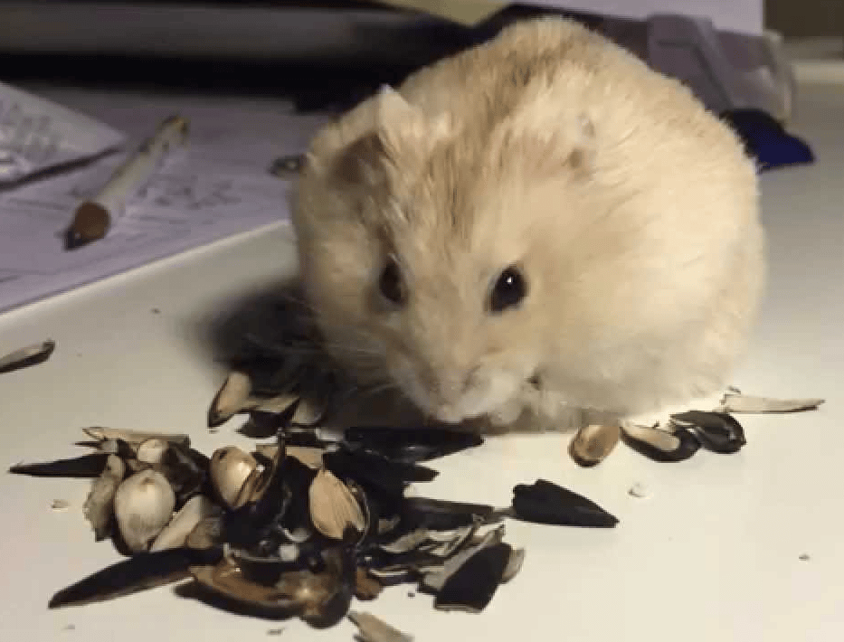 Puis-je nourrir mon Hamster avec des graines de tournesol?