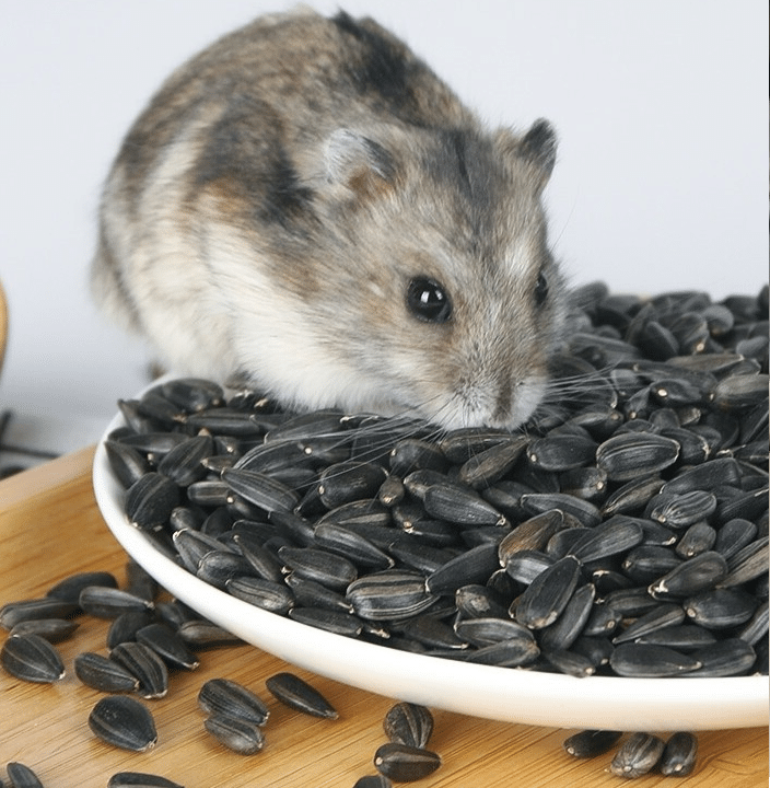 Puis-je nourrir mon Hamster avec des graines de tournesol?