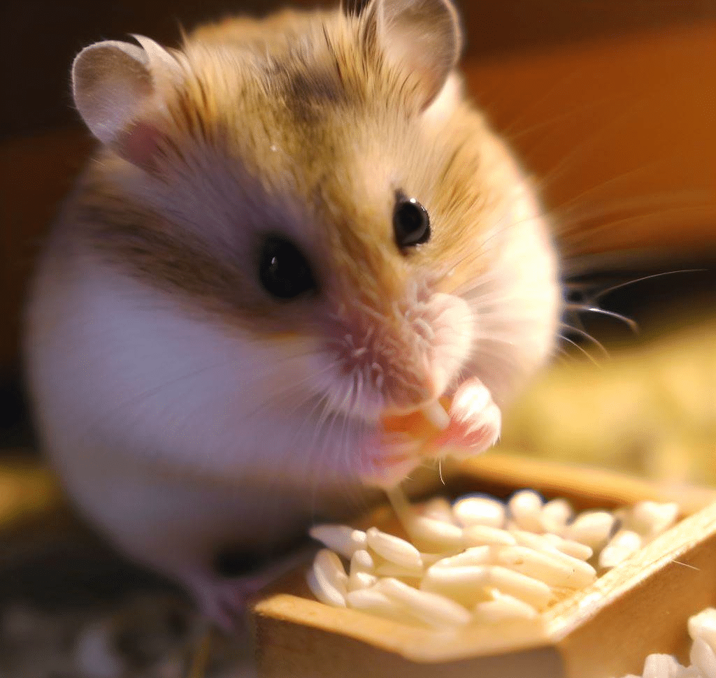 Puis-je nourrir mon Hamster avec du riz ?