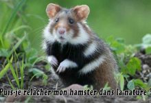 Puis-je relâcher mon hamster dans la nature