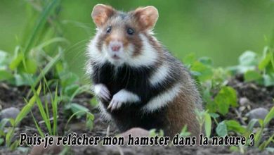 Puis-je relâcher mon hamster dans la nature