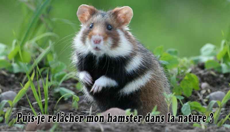 Puis-je relâcher mon hamster dans la nature