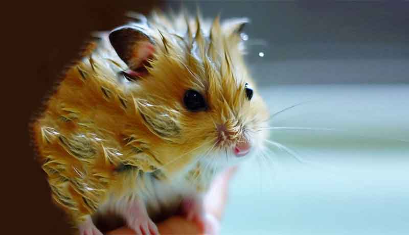 Que faire quand votre Hamster est mouillé?