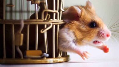 Que faire si mon Hamster s’échappe?