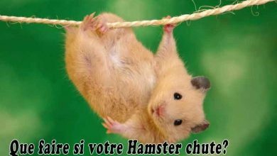 Que faire si votre Hamster chute