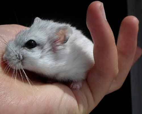 Que faire si votre Hamster chute