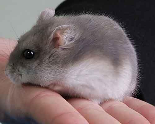 Que faire si votre Hamster chute