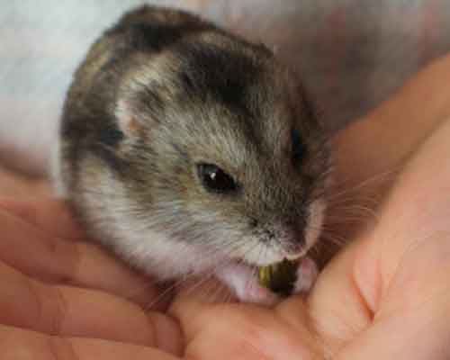 Que faire si votre Hamster chute