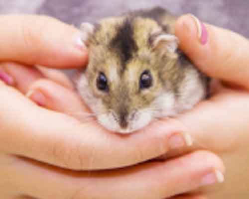 Que faire si votre Hamster chute