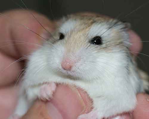 Que faire si votre Hamster chute