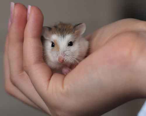 Que faire si votre Hamster chute