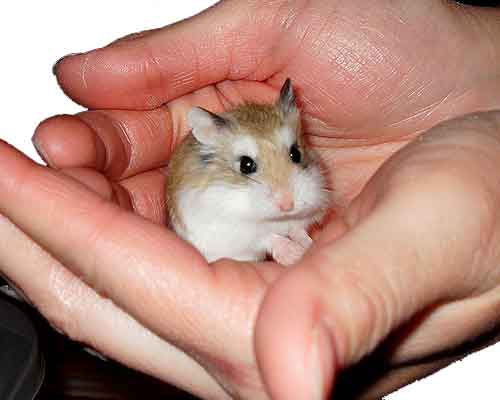 Que faire si votre Hamster chute