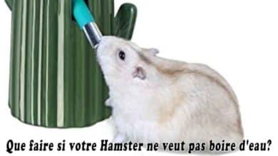 Que faire si votre Hamster ne veut pas boire d'eau?