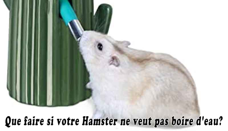 Que faire si votre Hamster ne veut pas boire d'eau?