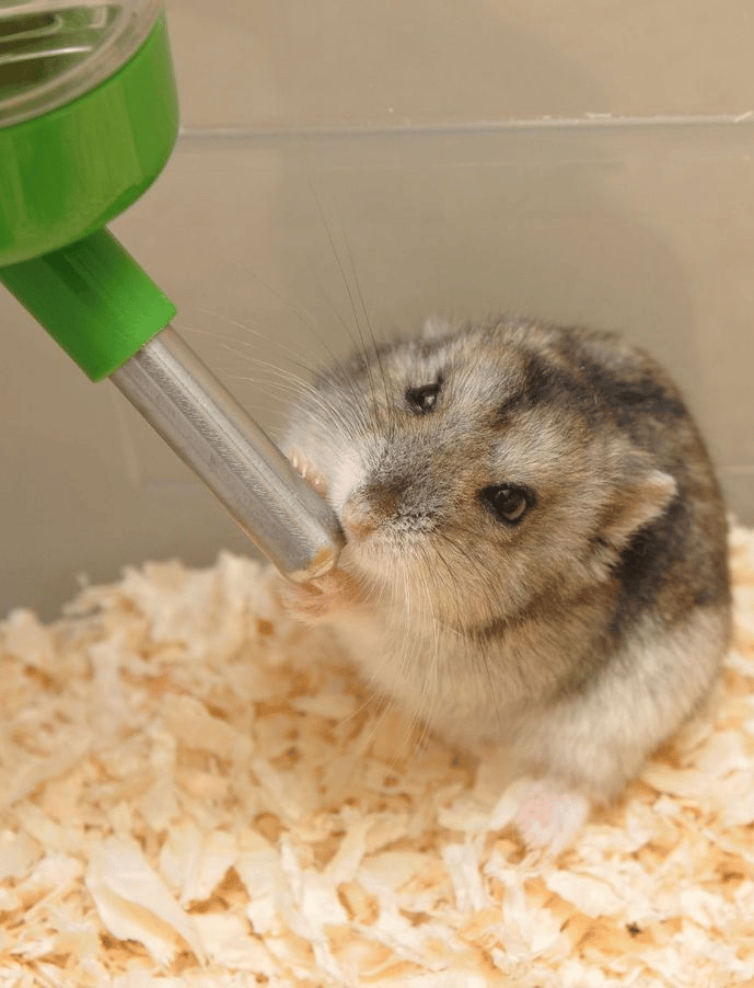 Que faire si votre Hamster ne veut pas boire d’eau? 