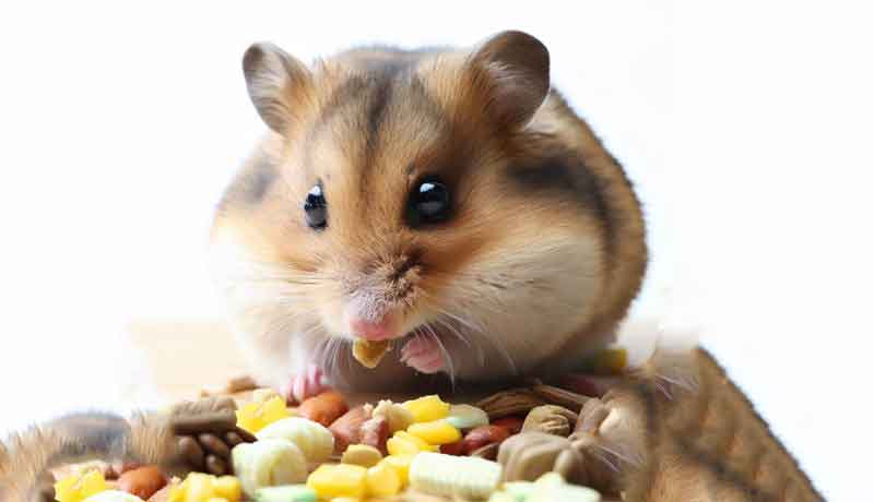 Que peut manger mon Hamster?