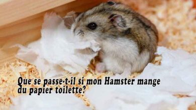 Que se passe-t-il si mon Hamster mange du papier toilette?
