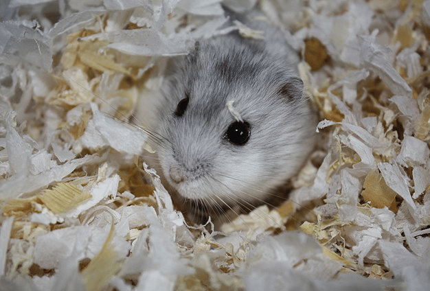 Que se passe-t-il si mon Hamster mange du papier toilette?