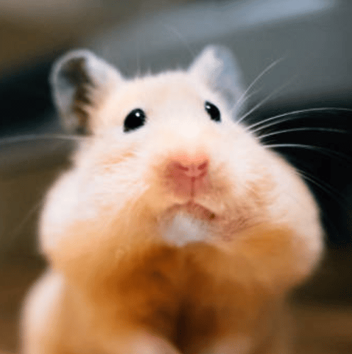 Que se passe-t-il si mon Hamster mange du papier toilette?