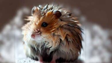 Que signifie le fait que le pelage de votre Hamster soit humide